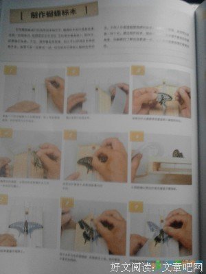 《标本》读后感100字