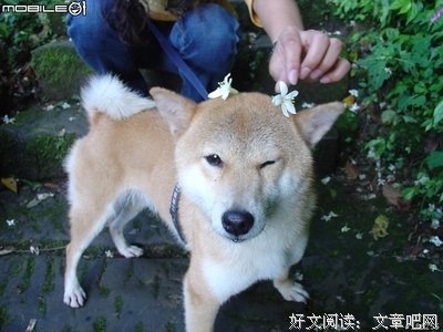 《汪汪队立大功之超能救援》观后感100字