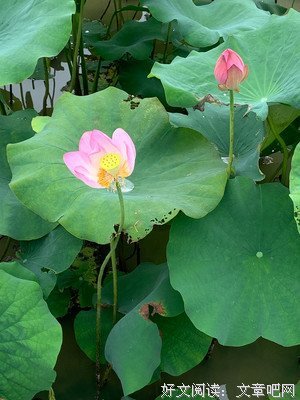 《冰花落雨·莲》的句子