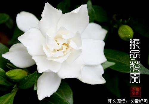 有关栀子花开的句子