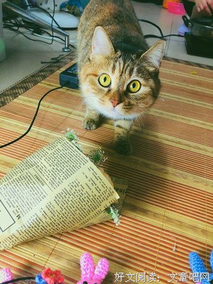 狸花猫句子
