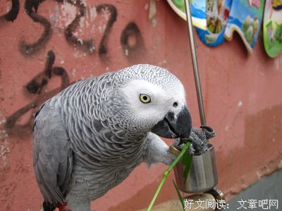 为也作军自己句子