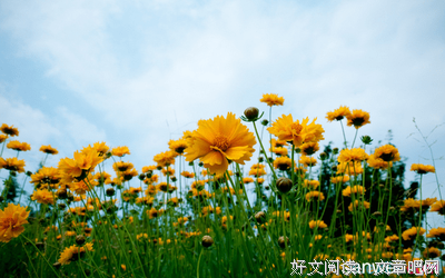 你若盛开，清风自来。好词好句