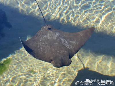 海鱼句子大全