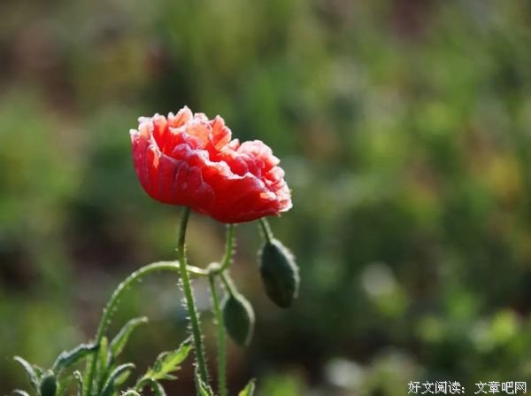 淡然人生，快乐轻松
