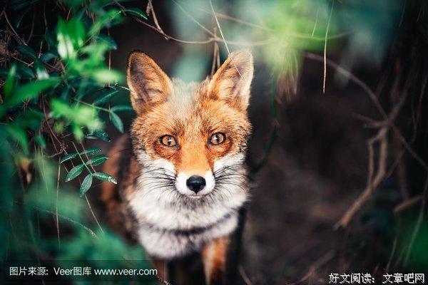 狐狸在树丛一们样一事眼下岁开风经典名句
