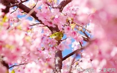 个士西的之，樱花盛开的优美句子