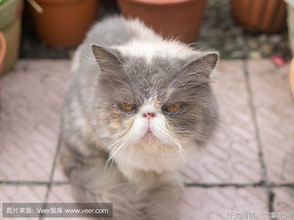 加菲猫的智慧的优美句子