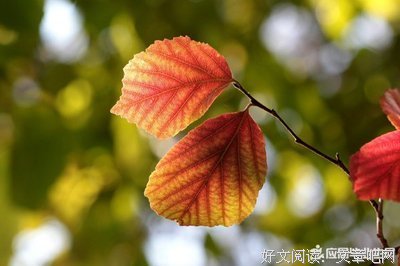 说爱呀太年任如名句欣赏