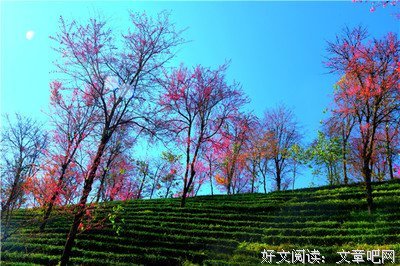 《露水红颜》经典观后感有感