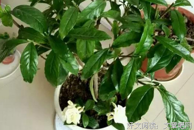 栀子花开经典名句