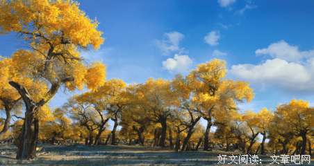 诗句·散文·