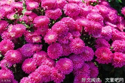 望好词好句