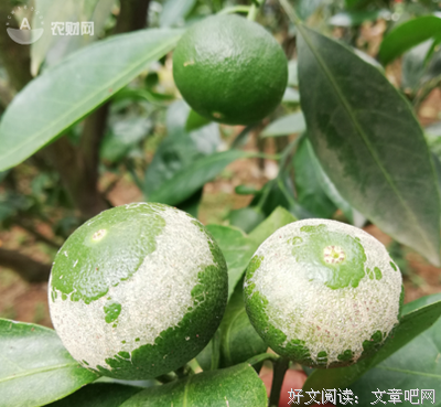 《日灼》影评摘抄