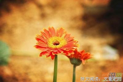 《母狼：英格兰早期王后》影评摘抄