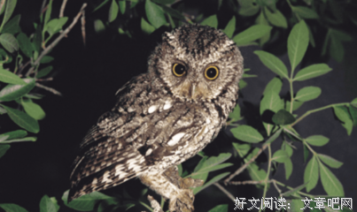 《夜间飞行》经典观后感有感
