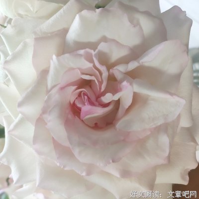 《写给牡蛎的情书》读后感1000字