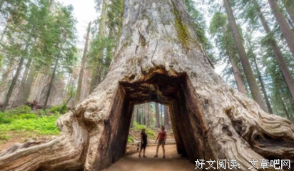 开样道后优美的句子