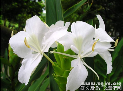 姜花句子大全