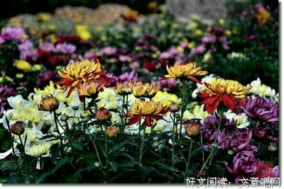 冷冬寒梅的读后感大全