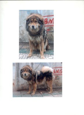 《藏獒》读后感锦集