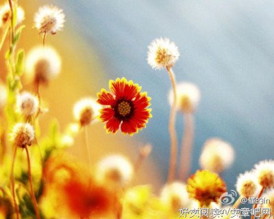 《情深不寿，慧极必伤》的句子