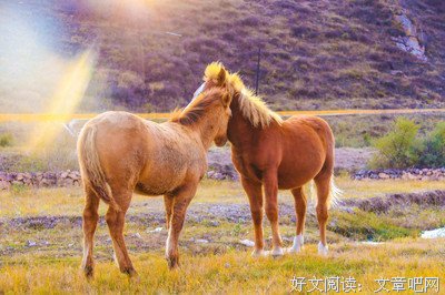 《阳光正好，太阳正晴》的句子