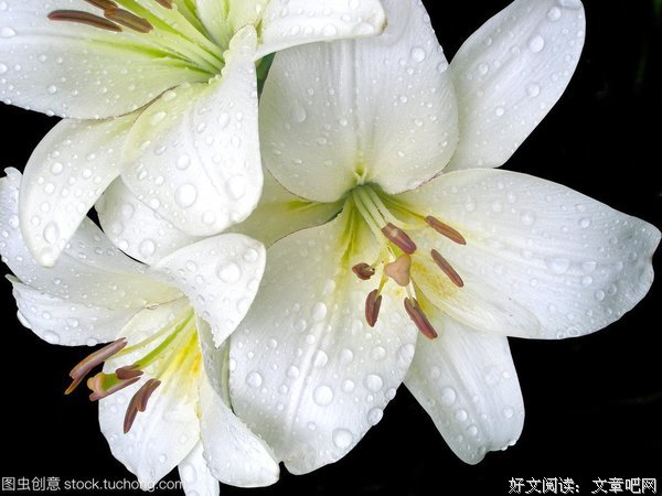白百合离婚后首次发声：结婚4387天，无数个夜里，我都想“杀”了