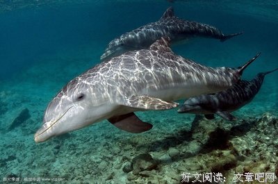 《卧底海豚帮》经典影评1000字