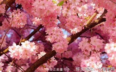 关于情想和来有的优美句子
