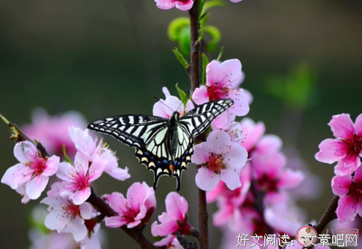 醉美好词好句