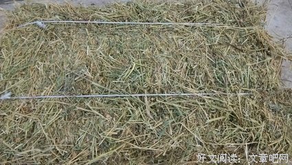 TF内四叶草句子