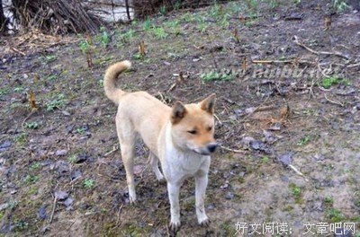 《一个时代的侧影》读后感100字