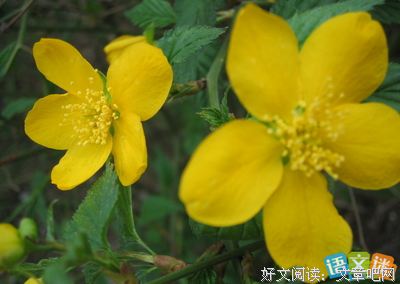 迷的优美句子