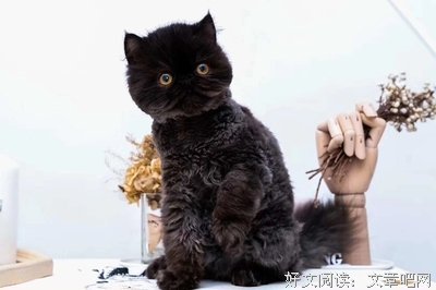 浅碎时光，思念穿透蒹葭如每岸经典的句子