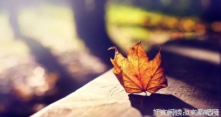 关于我的梦 我的心的优美句子