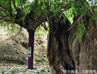 最全的《百年震柳》好段摘抄