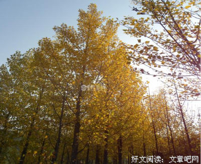《一年中的九天》的观后感大全