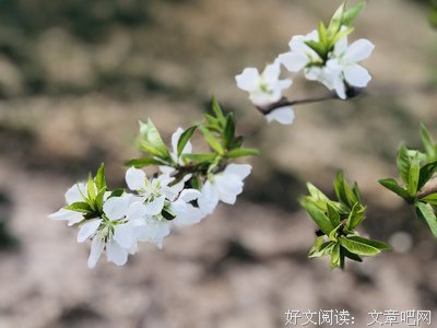 《奈们是》的句子