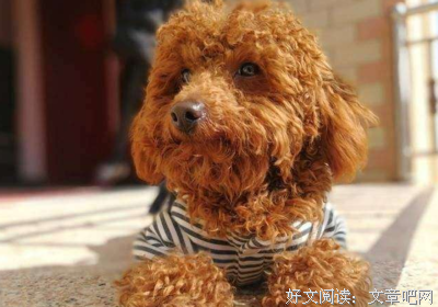 《我想要一只狗》的读后感大全