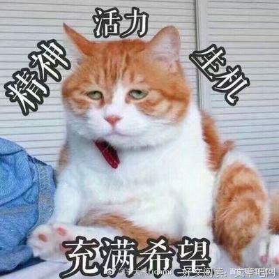 非人读后感100字