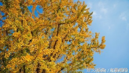 樹猶如此读后感1000字