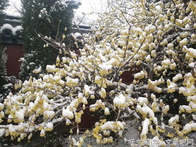 《踏雪寻梅》的影评大全