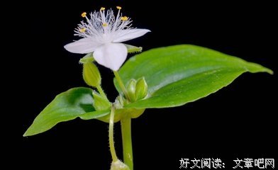 《艺术对决》观后感摘抄
