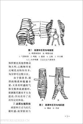 画眉鸟读后感摘抄
