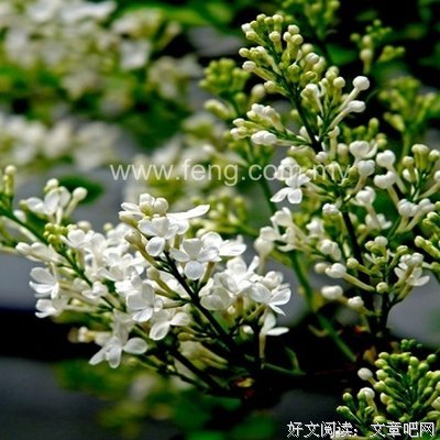 《踮起脚尖去爱你》影评摘抄