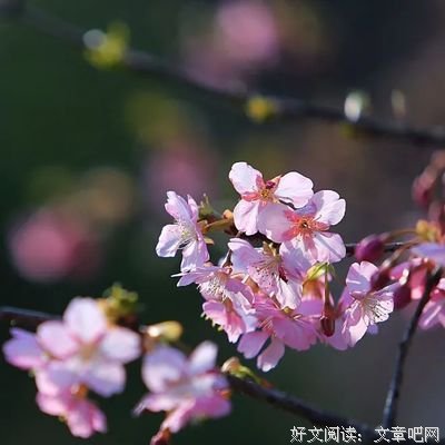 生命于开有看不到那想际的阳光句子