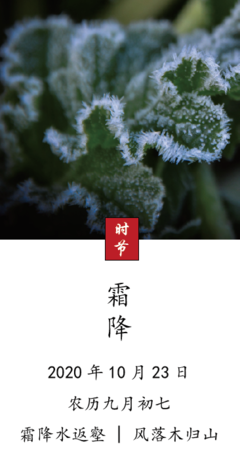 《霜降》读后感锦集