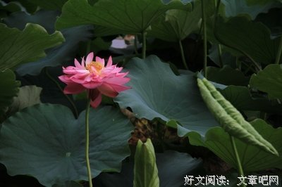 罐头里的精灵读后感100字