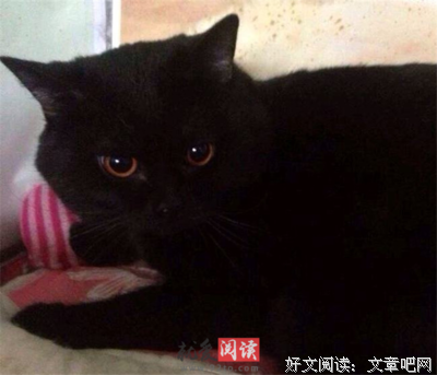 《吸血鬼的拥抱》经典观后感集